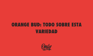 ORANGE BUD TOUT SUR CETTE SOUCHE