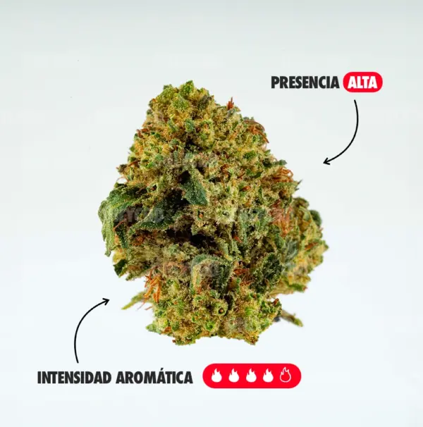 GOLDEN NUGGETS AROMA