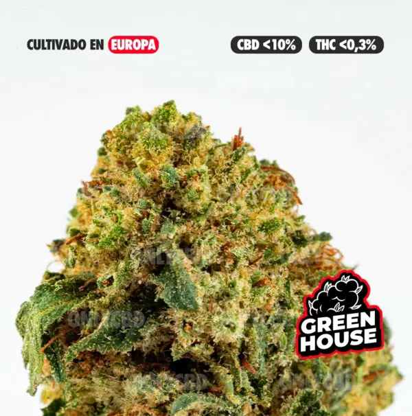 GOLDEN NUGGETS CULTIVO