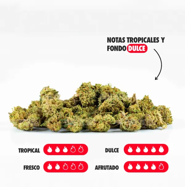 GOLDEN NUGGETS NOTAS