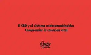 El CBD y el sistema endocannabinoide