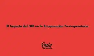 El Impacto del CBD en la Recuperación