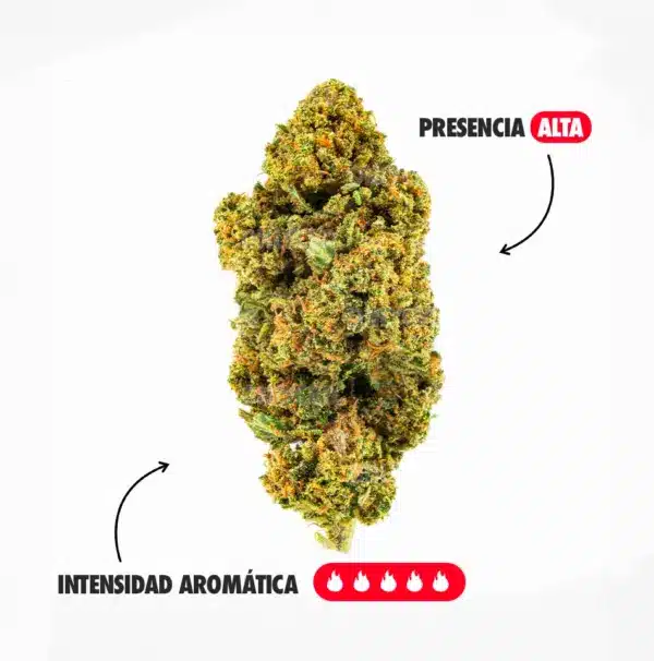AMNESIA AROMA