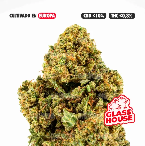AMNESIA CULTIVO