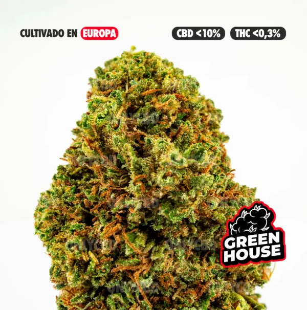 BANANA SMASH CULTIVO