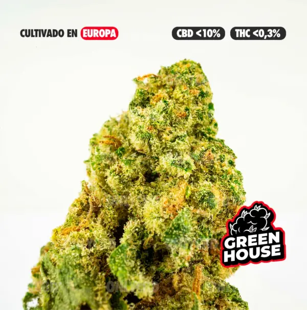 CHERRY CULTIVO