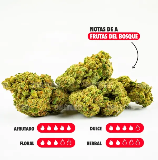CHERRY NOTAS