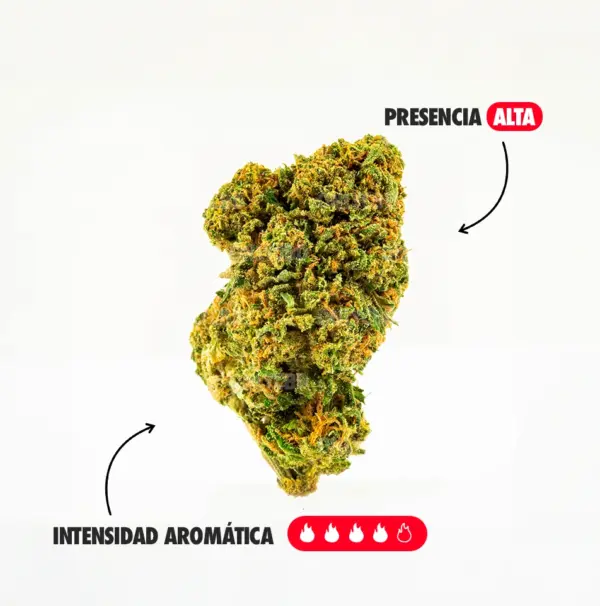 GELATO AROMA