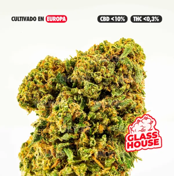 GELATO CULTIVO