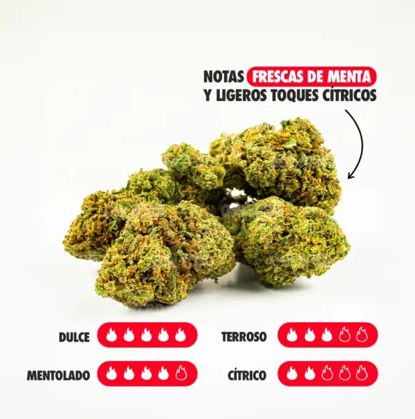 GELATO NOTAS