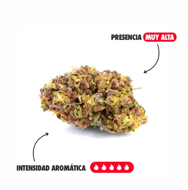 KRIPPY KUSH AROMA