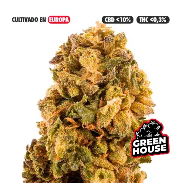KRIPPY KUSH CULTIVO