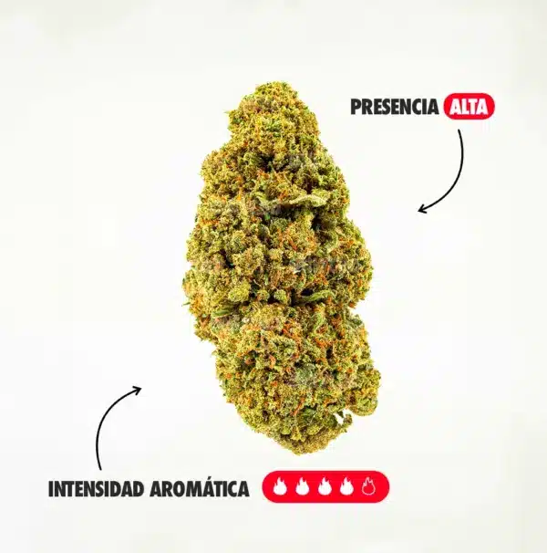 MANGO AROMA