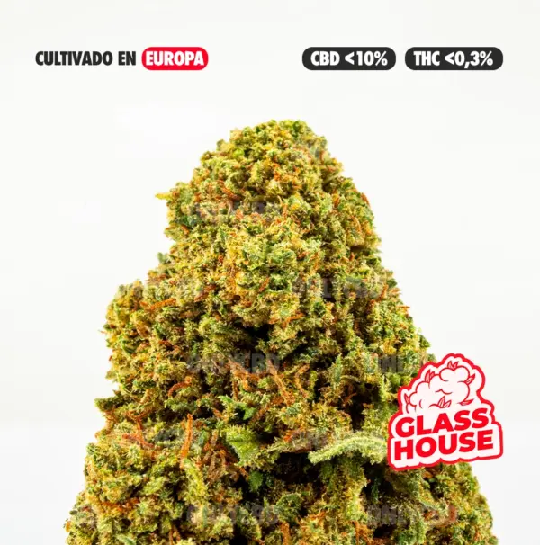 MANGO CULTIVO