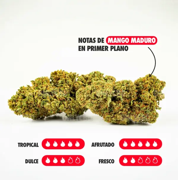 MANGO NOTAS