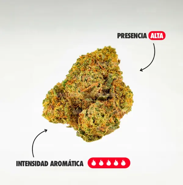 MINI BRAINS AROMA