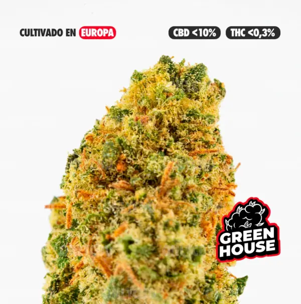 MINI BRAINS CULTIVO