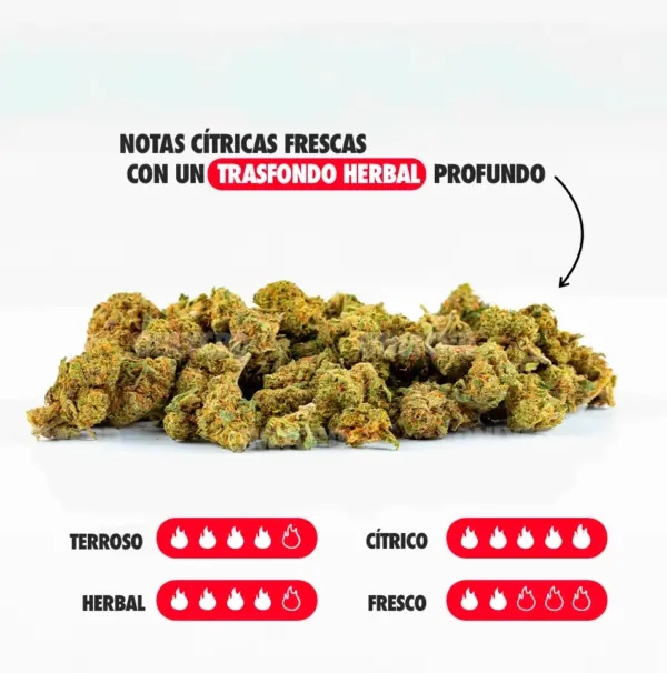 MINI BRAINS NOTAS