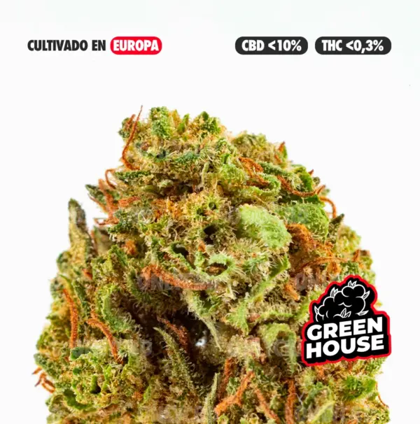 TINY GEMS CULTIVO