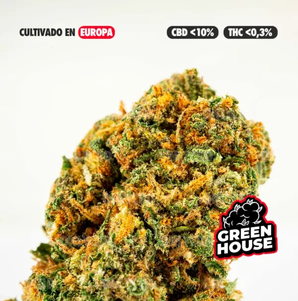 ZKITTLEZ CULTIVO