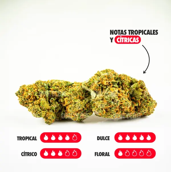 ZKITTLEZ NOTAS