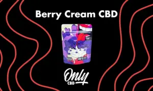 Cogollo compacto de Berry Cream CBD con tonos verdes profundos, reflejos púrpura y tricomas naranjas brillantes.
