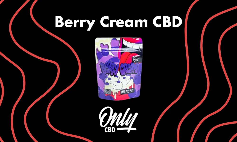 Cogollo compacto de Berry Cream CBD con tonos verdes profundos, reflejos púrpura y tricomas naranjas brillantes.