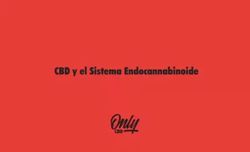 CBD y el Sistema Endocannabinoide
