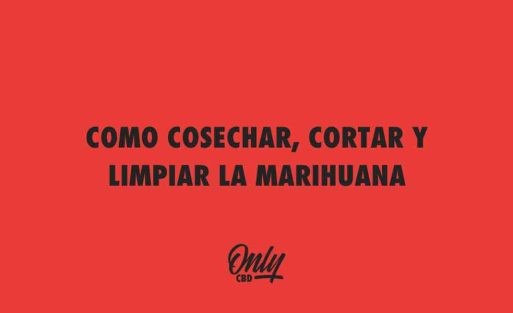 COMO COSECHAR, CORTAR Y LIMPIAR LA MARIHUANA