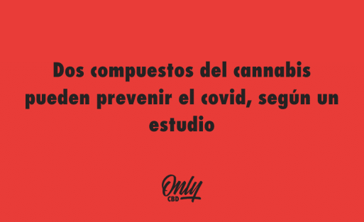 Dos compuestos del cannabis pueden prevenir el covid, según un estudio