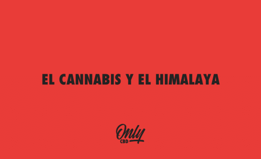 EL CANNABIS Y EL HIMALAYA