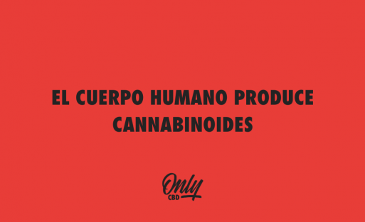EL CUERPO HUMANO PRODUCE CANNABINOIDES