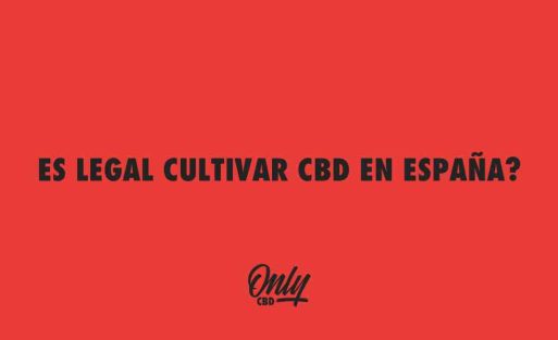 ES LEGAL CULTIVAR CBD EN ESPAÑA