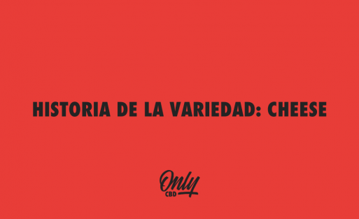 HISTORIA DE LA VARIEDAD CHEESE