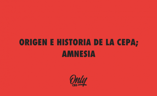 ORIGEN E HISTORIA DE LA CEPA; AMNESIA