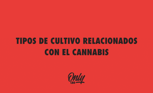 TIPOS DE CULTIVO RELACIONADOS CON EL CANNABIS